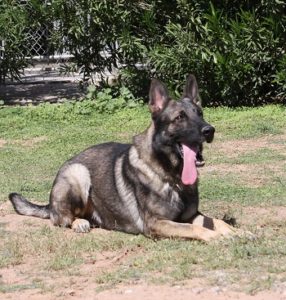 Shepard obedience training for sale near me