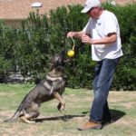 German shepherd trained obedience and protection for sale Tucson