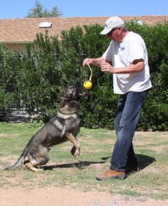 German shepherd trained obedience and protection for sale Tucson