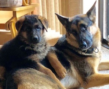Two female German Shepherd review Zauberberg K9 Kennels