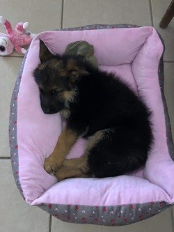 Zauberberg Review German Shepherd Puppies for sale