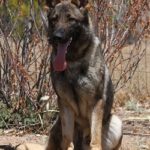 A german shepherd dog standing in the dirt.