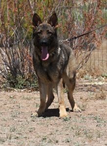 Trained German Shepherd companion for sale