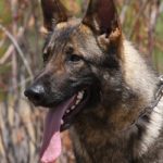 A close up of a dog with its tongue hanging out