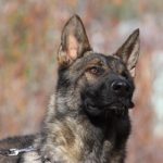 Sable German Shepherd male available