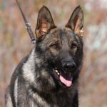 A german shepherd dog with its tongue hanging out.