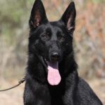 Yet black male German Shepherd for sale