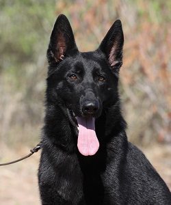 Yet black male German Shepherd for sale