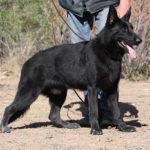 Black German Shepherd from best working line available