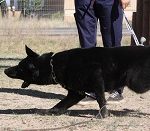 A black dog walking on the ground with two people