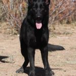 A black dog standing on top of a dirt field.