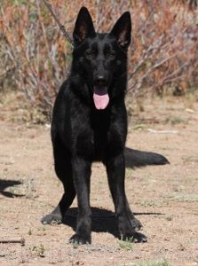 A black dog standing on top of a dirt field.