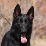 A black dog with pink tongue and collar.