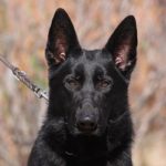 Solid black German Shepherd male for sale