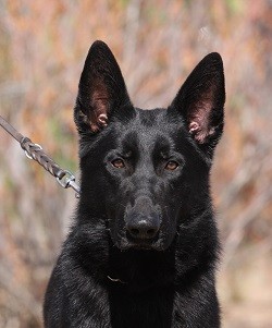 Solid black German Shepherd male for sale