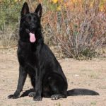 Black German Shepherd male available near me
