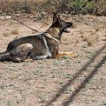 A dog laying on the ground with its head down.