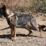 A german shepherd dog walking in the dirt.