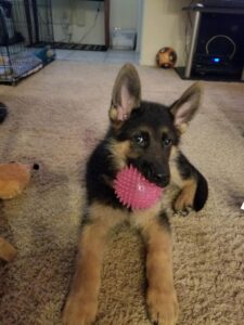 German Shepherd puppies tucson