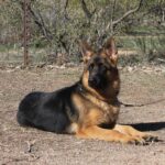 Black and red German Shepherd male for sale