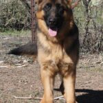 A german shepherd dog standing in the dirt.