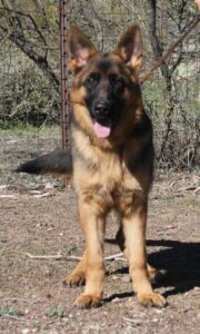 A german shepherd dog standing in the dirt.