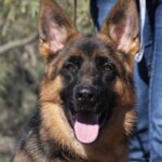 A german shepherd dog with its tongue hanging out.