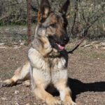 A german shepherd dog sitting on the ground.