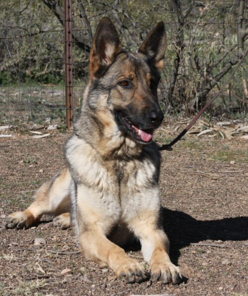 A german shepherd dog sitting on the ground.