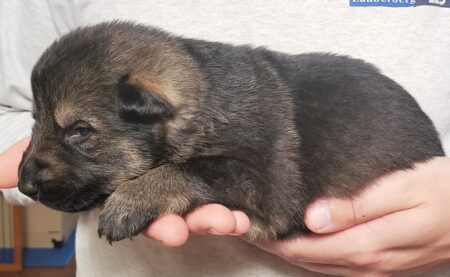 A person holding onto a puppy in their hand