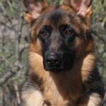 A german shepherd dog with long hair and brown fur.