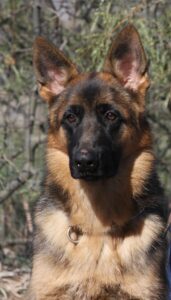 A german shepherd dog with long hair and brown fur.