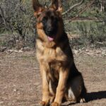 A german shepherd sitting on the ground in front of trees.
