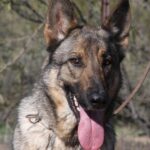 A german shepherd dog with its tongue hanging out.