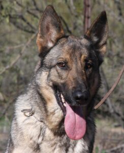 A german shepherd dog with its tongue hanging out.