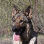 A german shepherd dog with its tongue hanging out.