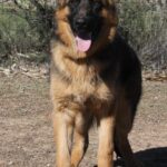 A german shepherd standing on top of a dirt field.