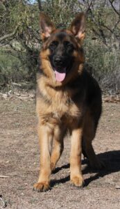 A german shepherd standing on top of a dirt field.