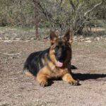A german shepherd dog laying on the ground.