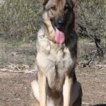 A german shepherd sitting on the ground with its tongue hanging out.