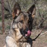 A german shepherd dog with its tongue hanging out.
