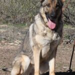 A german shepherd sitting in the dirt with its tongue hanging out.