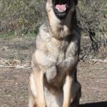 A dog sitting on its hind legs in the dirt.