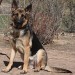 A german shepherd sitting on the ground in front of some bushes.
