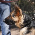 A german shepherd dog with its head on the leash.
