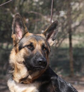 A german shepherd dog with long hair and black spots.