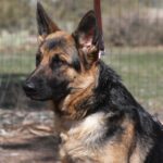 A german shepherd dog with long ears sitting in the grass.