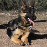 A german shepherd dog sitting on the ground.
