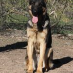 A german shepherd sitting on the ground in front of trees.