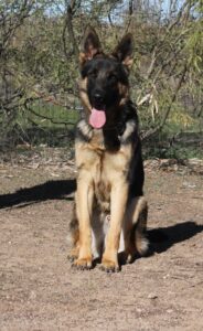 A german shepherd sitting on the ground in front of trees.